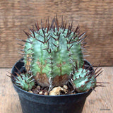 D7136 EUPHORBIA HORRIDA pot10-H8-W11 cm MaMa Cactus Green Plant