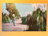 Postcard: Pampas Grass in California, Vintage early 1900's Pampas Grass