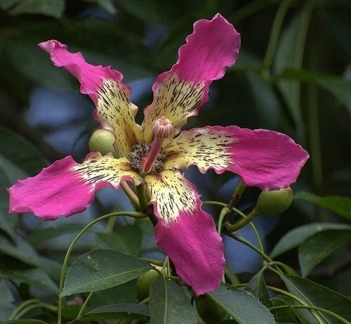 Ceiba Speciosa 10 Seeds, Hardy Pink Chorisia Kapok Silk Floss Garden Tree Garden Plants