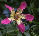 Ceiba Speciosa 10 Seeds, Hardy Pink Chorisia Kapok Silk Floss Garden Tree Garden Plants