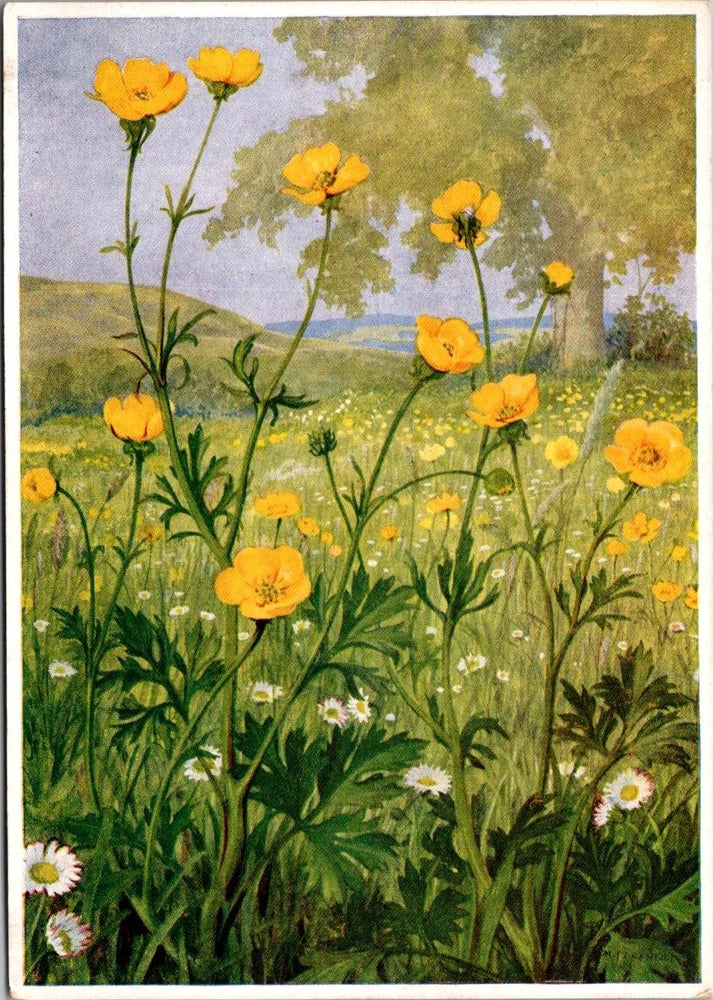 Bulbous Buttercup Wild Flowers Floral Art Continental Postcard A701 Ranunculus