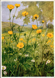 Bulbous Buttercup Wild Flowers Floral Art Continental Postcard A701 Ranunculus