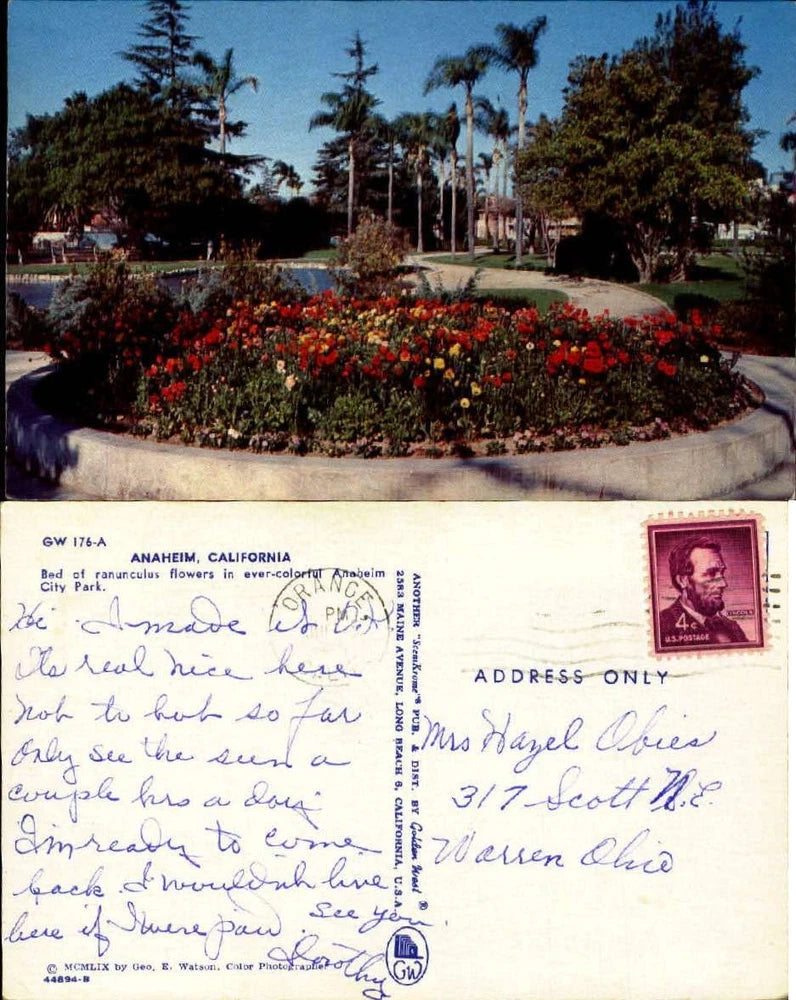 Ranunculus flower bed Anaheim City Park California chrome 1960s Ranunculus