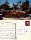 Ranunculus flower bed Anaheim City Park California chrome 1960s Ranunculus