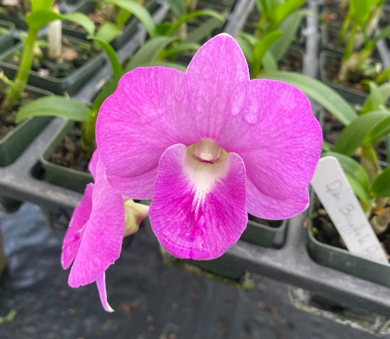 Pink orchid flower with pale center in a small pot