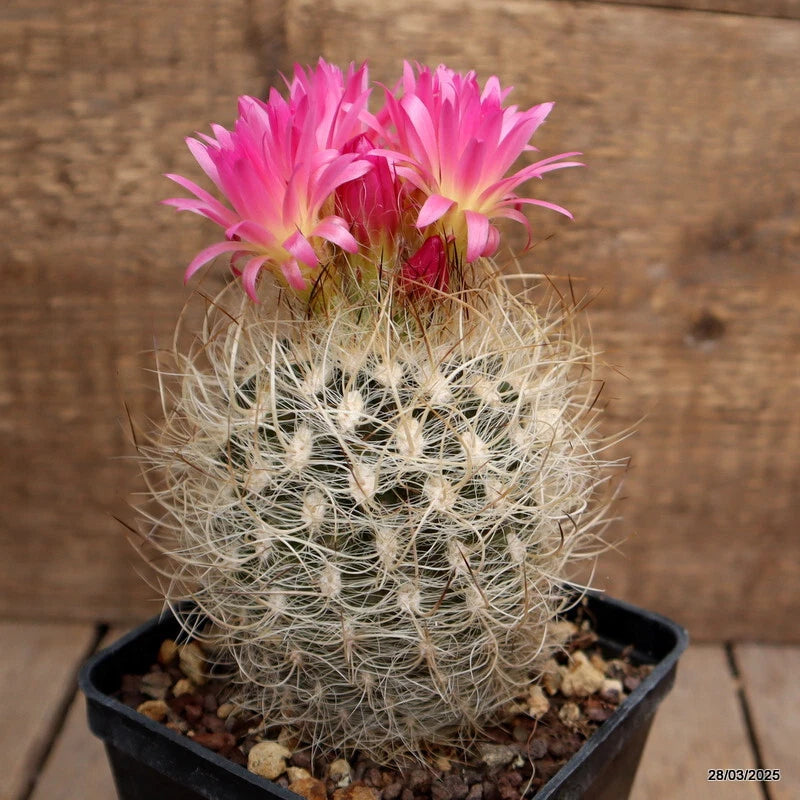 Cactus plant in pot with white spiny fibers and pink clustered flowers