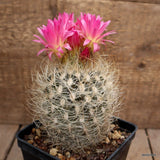 A5650 NEOPORTERIA NIDUS SENILIS pot10-H10-W8 cm MaMa Cactus Green Plant