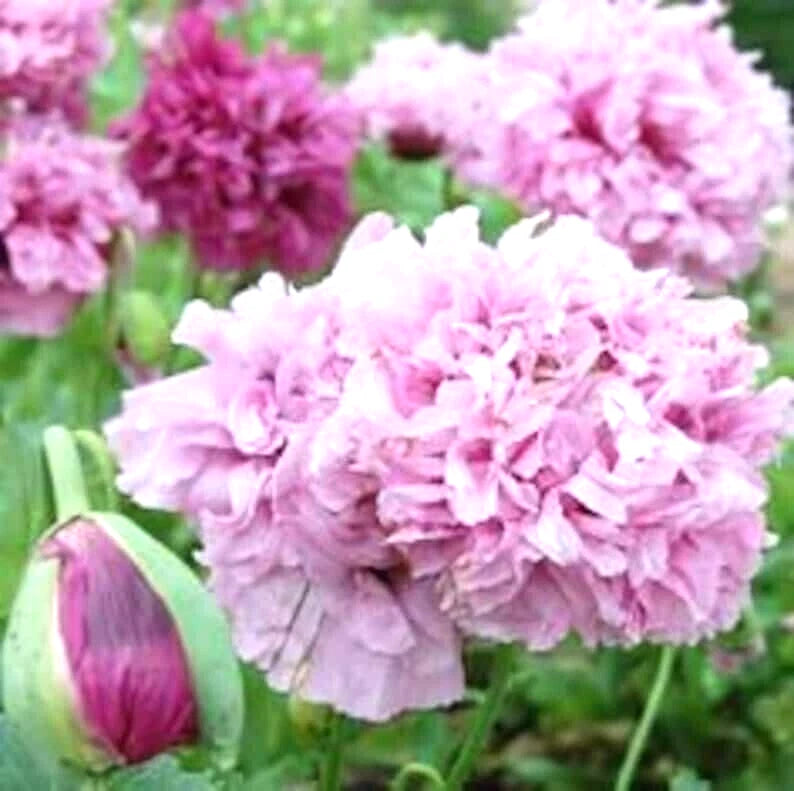 5 POLYPHYLL PURPLE  TREE PEONY SEEDS - (Paeonia suffruticosa) Garden Plants