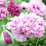 5 POLYPHYLL PURPLE  TREE PEONY SEEDS - (Paeonia suffruticosa) Garden Plants