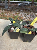 Paphiopedilum Hung Sheng Thianum ( Bellatullum x Thianum) Orchids