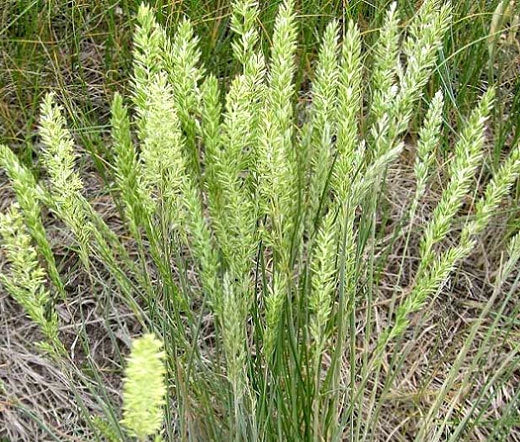 PRAIRIE JUNEGRASS Koeleria Cristata - 3,000 Bulk Seeds Flowering Plants