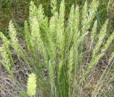 PRAIRIE JUNEGRASS Koeleria Cristata - 3,000 Bulk Seeds Flowering Plants