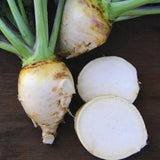 500+ Gilfeather Rutabaga Seeds for Garden Planting - USA - FREE SHIPPING! Garden Plants