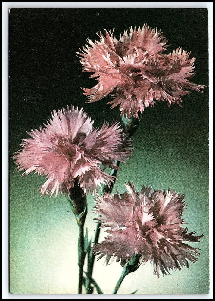 Vintage Postcard Pink Carnations Flowers Floral Still Life 1980s Unposted K111 Carnation