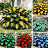 170+ Mixed Perennial Shade Garden Flower Seeds - Hardy Easy Grow Outdoor Plants Garden Plants