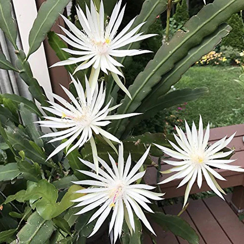 4 Mature Cuttings White EPIPHYLLUM Hookeri Fragrant Orchid Cactus STRICTUM Orchids