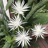 4 Mature Cuttings White EPIPHYLLUM Hookeri Fragrant Orchid Cactus STRICTUM Orchids