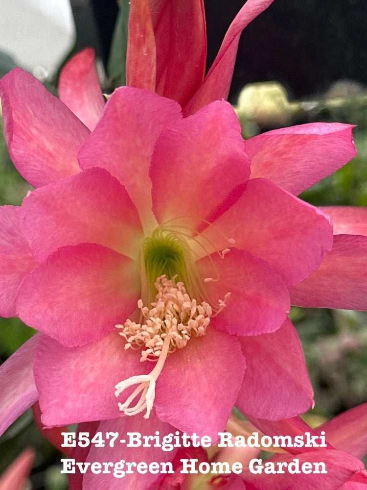 Pink epiphyllum orchid cactus flower in a small starter pot