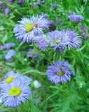 50+ ERIGERON  BLUE BEAUTY PERENNIAL FLOWER SEEDS DROUGHT TOLERANT FLEA REPELLANT Daisies