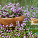 Creeping Thyme Seeds (Thymus serpyllum) , Ground Cover by Mai's Family Garden Plants
