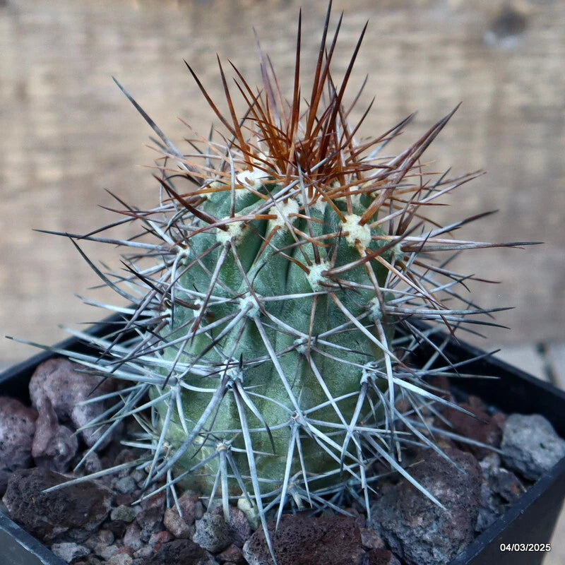 D3423 COPIAPOA PENDULINA pot10-H8-W5 cm MaMa Cactus Green Plant