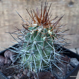 D3423 COPIAPOA PENDULINA pot10-H8-W5 cm MaMa Cactus Green Plant