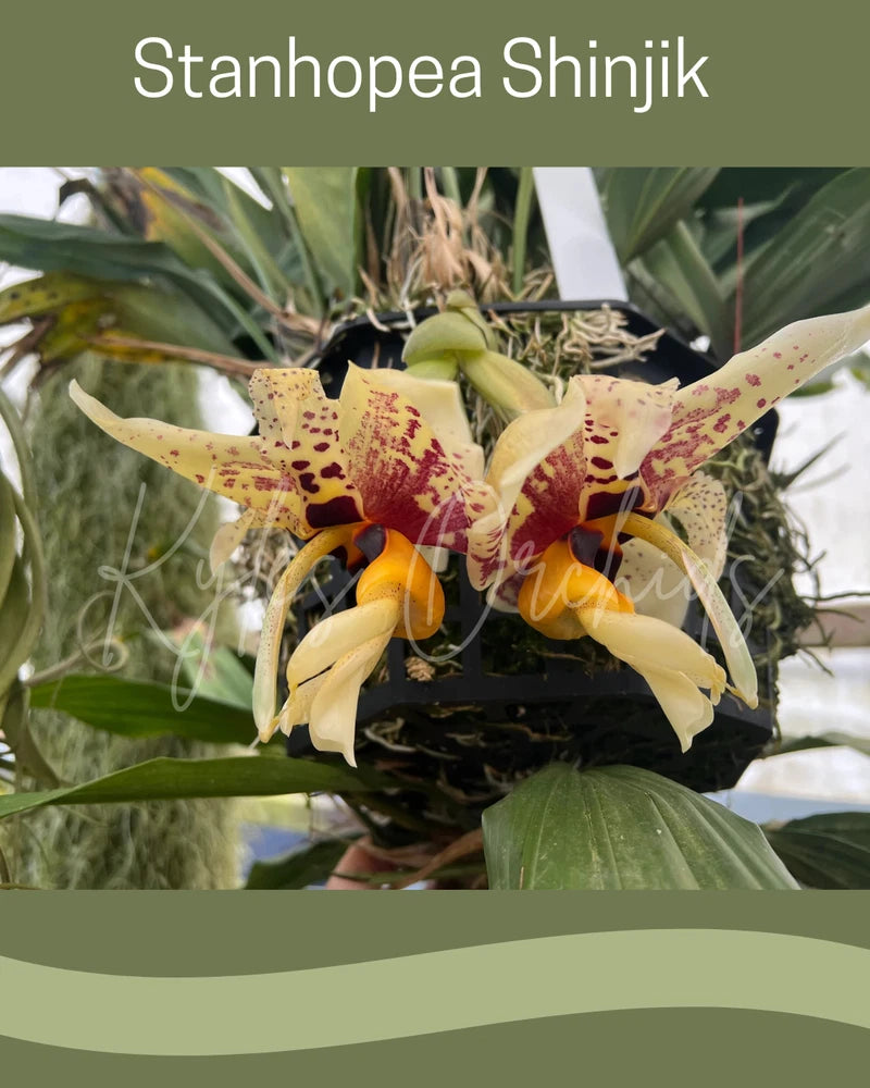 Speckled yellow and cream orchid flowers with curved petals, in bloom