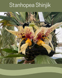 Stanhopea Shinjik x Coryanthes elegantium Orchid - Primary Species Cross, Unique Orchids