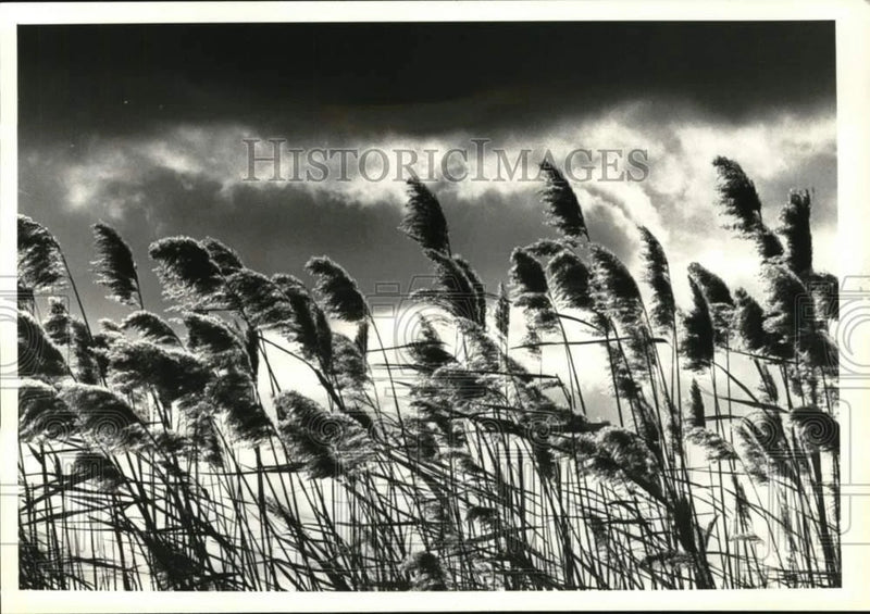 1990 Press Photo Pampas grass blowing in the wind in New York - tua78394 Pampas Grass