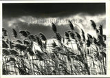 1990 Press Photo Pampas grass blowing in the wind in New York - tua78394 Pampas Grass