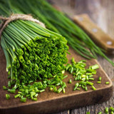 250 CHIVES SEEDS (Allium schoenoprasum) -GREEN ONION NON-GMO | Aromatic Herbs US Garden Plants