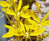 KING'S SPEAR Asphodeline Lutea - 10 Seeds Garden Plants