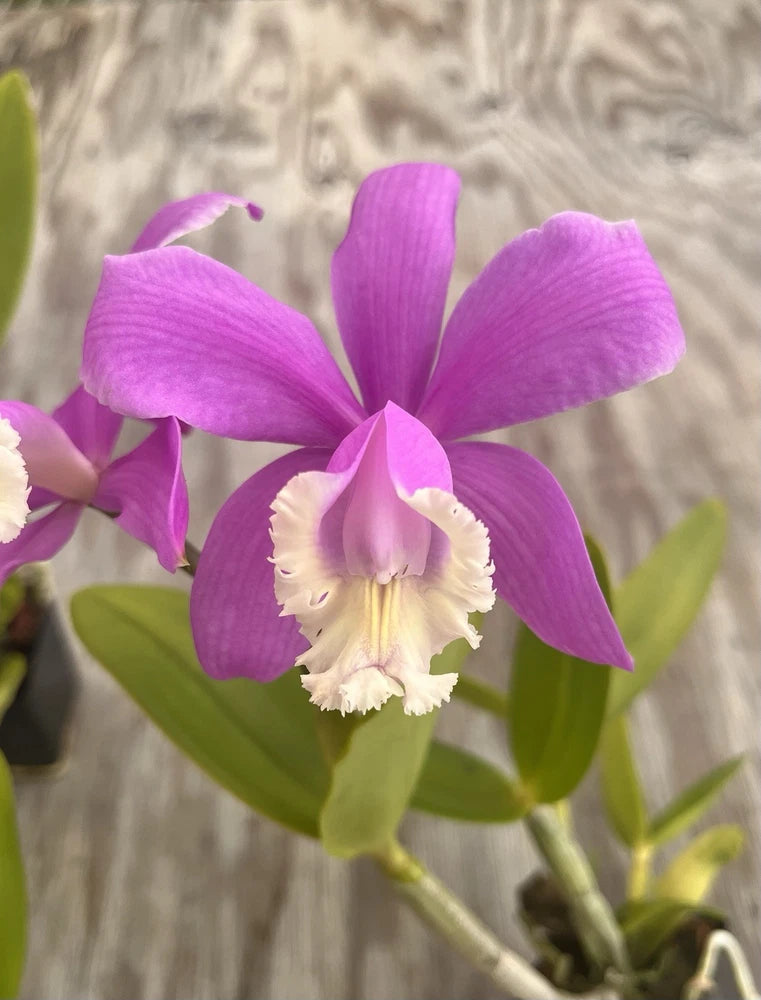Purple cattleya orchid with three petals and cream lip