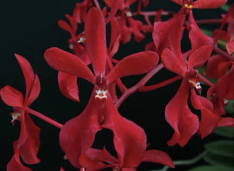 Red orchid blooms with star-shaped petals and small white centers