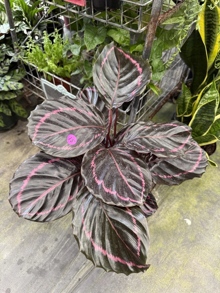 Calathea plant with dark leaves and bright pink pinstripes, upright growth