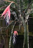 Rare Billbergia brasiliensis Bromeliad Seeds - Fresh from My Plant! Flowering Plants