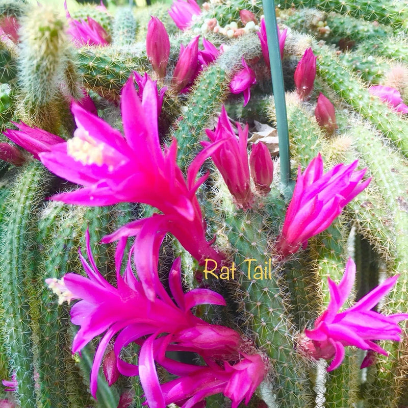 Rat Tail epiphyllum orchid cutting with bright magenta star flowers and green cactus stems