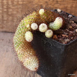 D4975 MAMMILLARIA PEREZDELAROSAE pot9-H11-W7 cm MaMa Cactus Green Plant