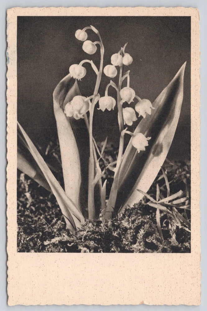 Lily of the Valley Flower Plant ODN 133 Postcard Lily