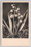 Lily of the Valley Flower Plant ODN 133 Postcard Lily