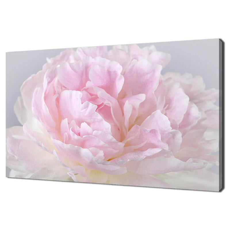 Pink peony flower canvas print with soft petals, modern close-up design