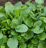 2000  Upland Cress Seeds Early Cress Creasy Greens Xˆ L‡ch Son , NEW Season Garden Plants