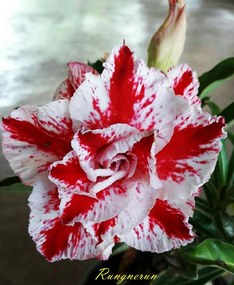 New!Adenium Obesum Desert Rose " RUNGNERUN " Fresh 200 Seeds Flowering Plants