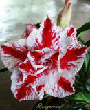 New!Adenium Obesum Desert Rose " RUNGNERUN " Fresh 200 Seeds Flowering Plants