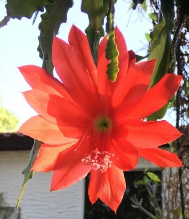 Red epiphyllum orchid cactus flower with vivid red petals
