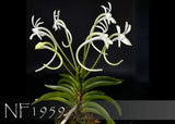 Night Fragrance. Neof. falcata  (falcata ' Crystal Palace ' AM/AOS x falcata ' W Orchids