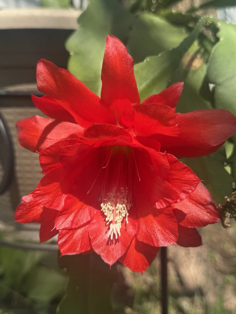 Epiphyllum orchid cactus flower, large red ruffled petals with visible stamens