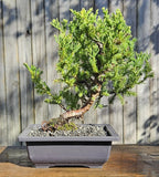 Juniper squamata Expansa Parsonii Bonsai In 6 Inch Black Rectangular Plastic Pot Flowering Plants