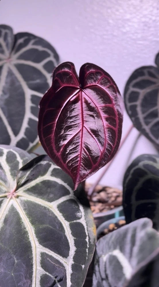 Tezula RC (Dreamweaver X Necromancer) X SELF Seeds Flowering Plants