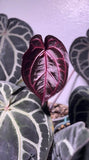 Tezula RC (Dreamweaver X Necromancer) X SELF Seeds Flowering Plants
